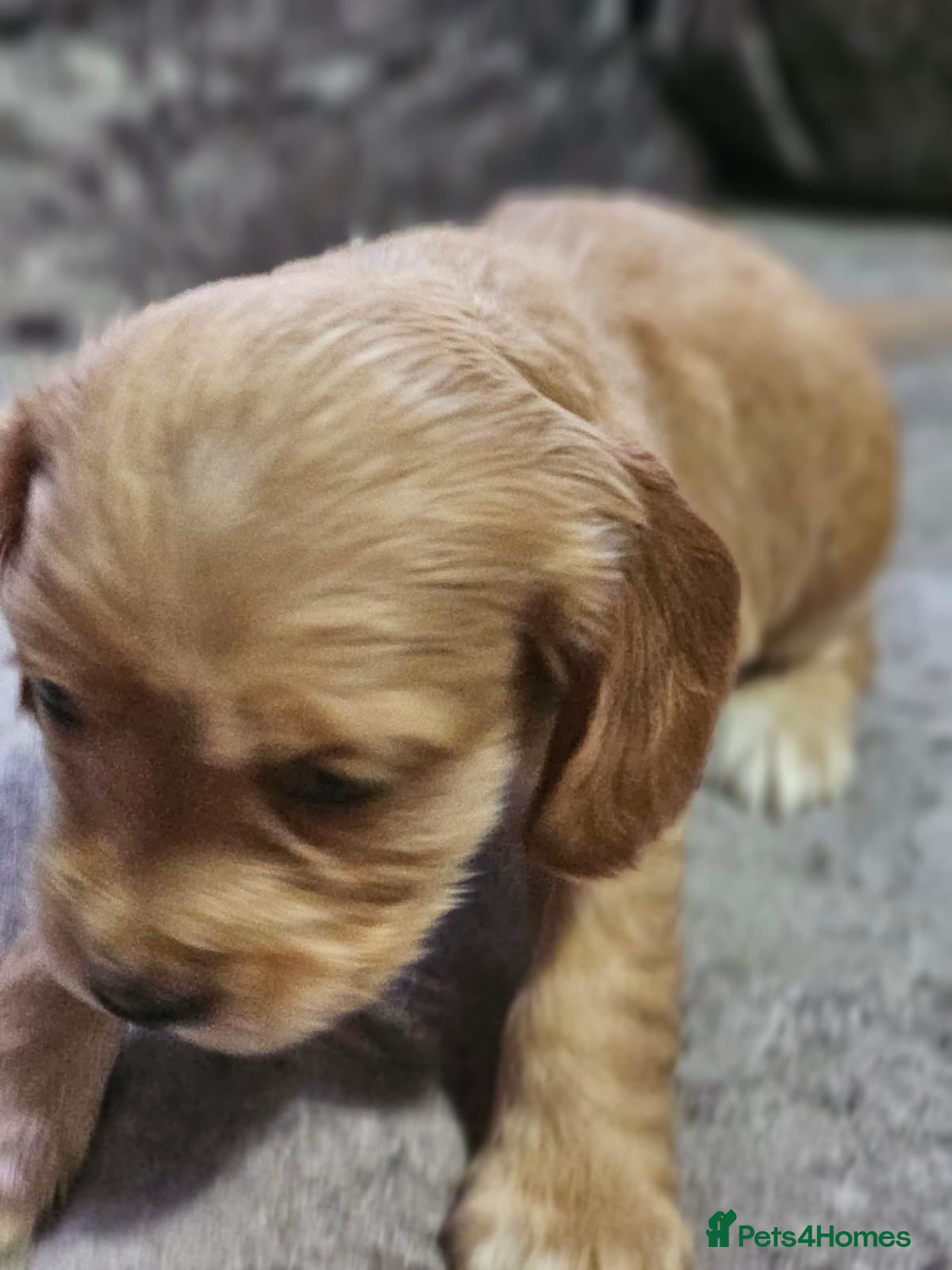Cocker Spaniel dogs for sale: cocker spaniel puppies - Advert 26