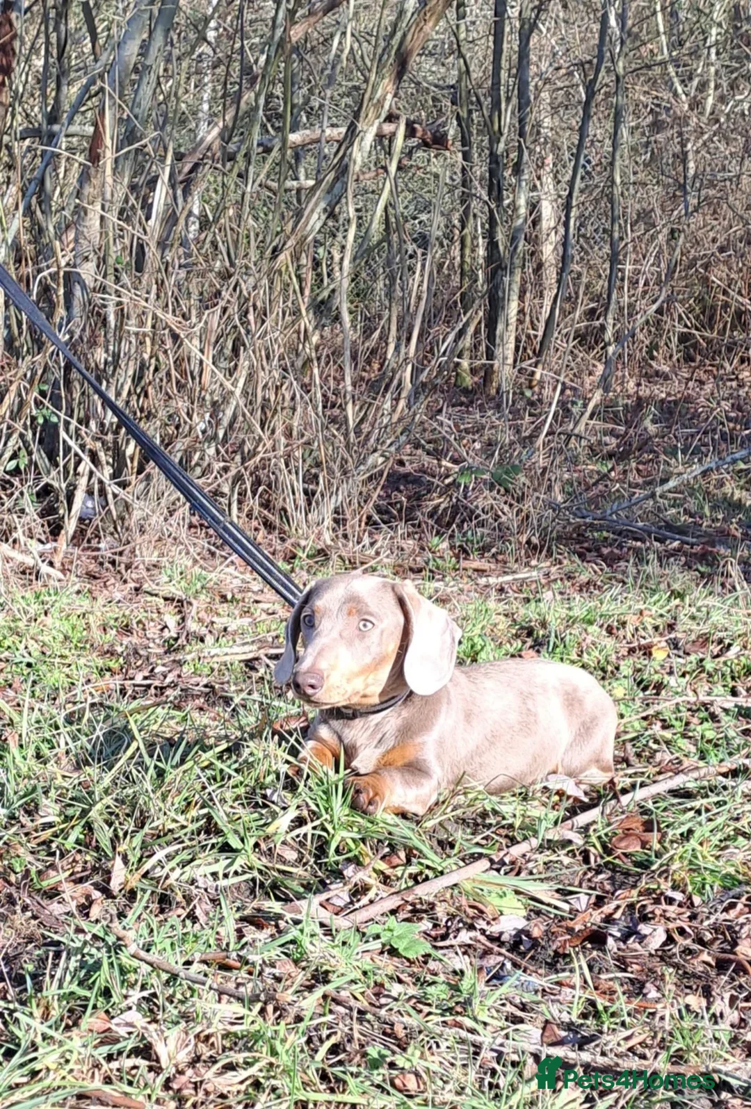 Miniature Dachshund dogs for adoption: Pablo is ready for adoption! KC REG  - Advert 12