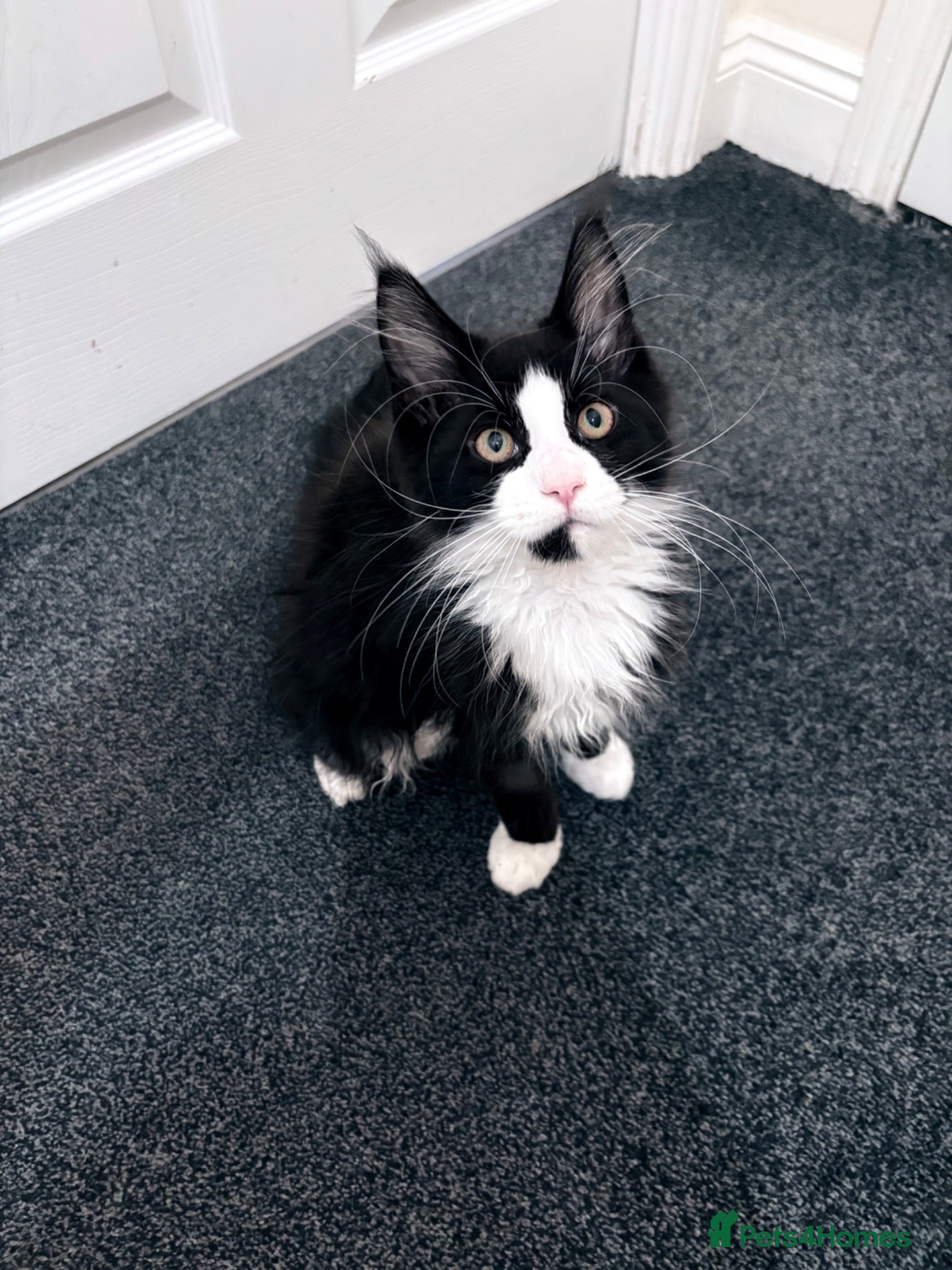Maine Coon cats Maine Coon - Urgent rehome 😭 - Advert 2