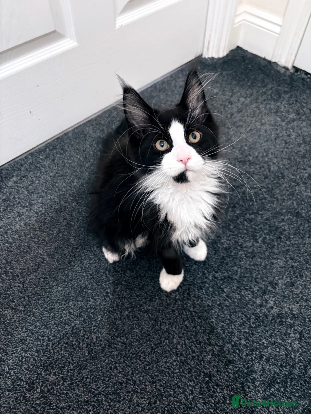 Maine Coon cats for sale: Maine Coon - Urgent rehome 😭 - Advert 2
