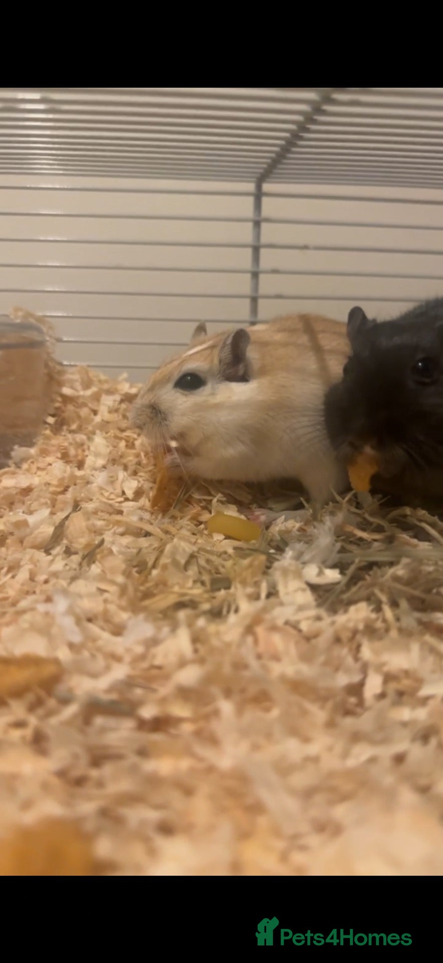 Ferret rodents 2 gerbils - Advert 17