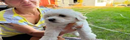 Mixed Breed dogs for sale: Bichon frise  in Bedford - Advert 13