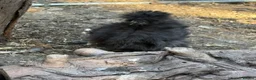 Chickens poultry for sale: Usa silkie pairs chocolate buff black paint pullet - Advert 4