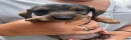 Dachshund dogs for sale: 3 beautiful boy wired haired sausages  - Advert 24