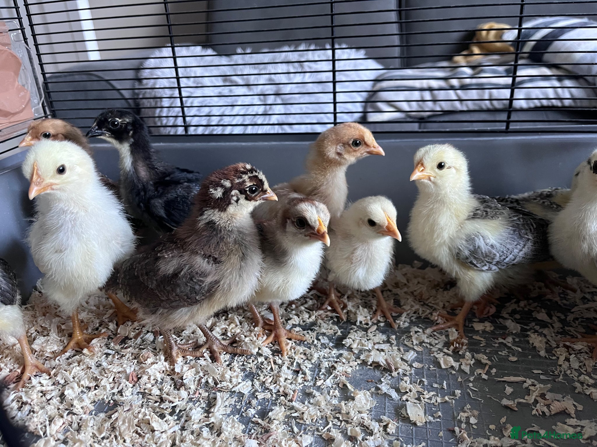 Chickens poultry 12 Chicks - Mixed breed  - Advert 1