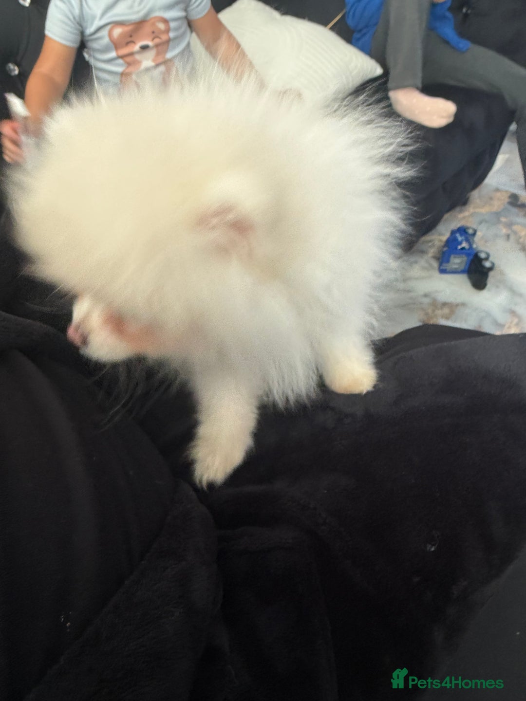 Pomeranian dogs for sale: Pomeranian boy puppy - Advert 3