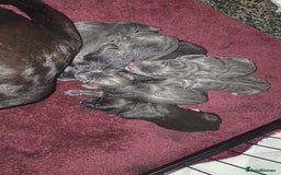 Cane Corso dogs for sale: Cane corso pups - Image 6