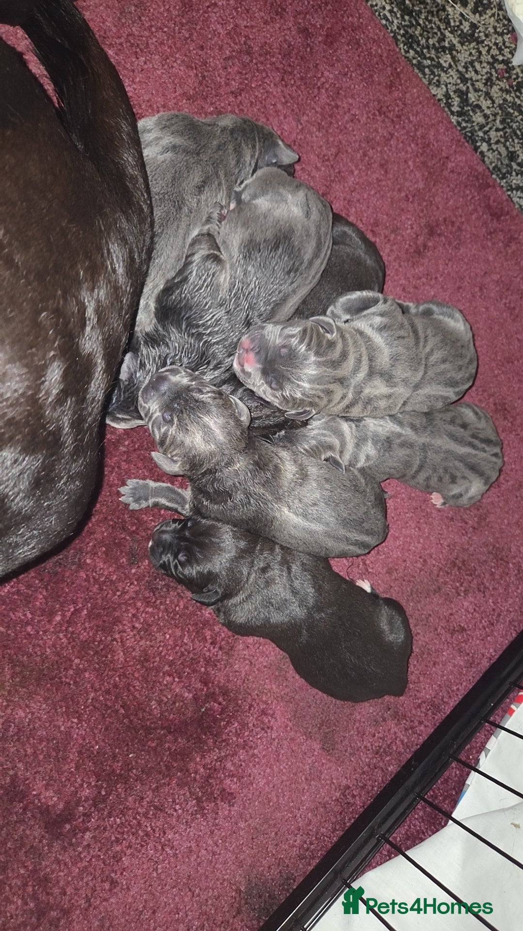 Cane Corso dogs for sale: Cane corso pups - Image 6