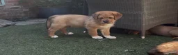 Mixed Breed dogs for sale: Central Asian Shepard x Rottweiler Puppies - Advert 6