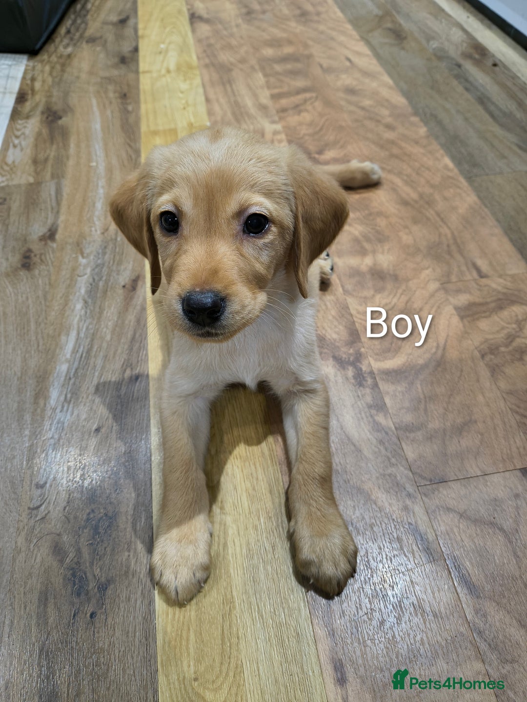 Labrador Retriever dogs for sale: Labrador  - Advert 3