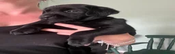 Labrador Retriever dogs for sale: 2 gorgeous black boys available  - Advert 3
