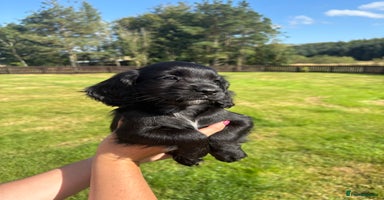 Cocker Spaniel dogs - Advert 3