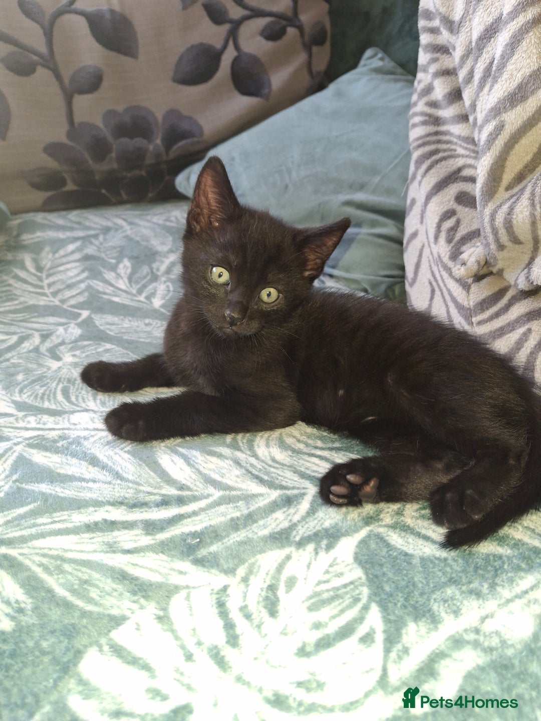 Mixed Breed cats for sale: Ragdoll cross kittens in Shrewsbury - Image 6