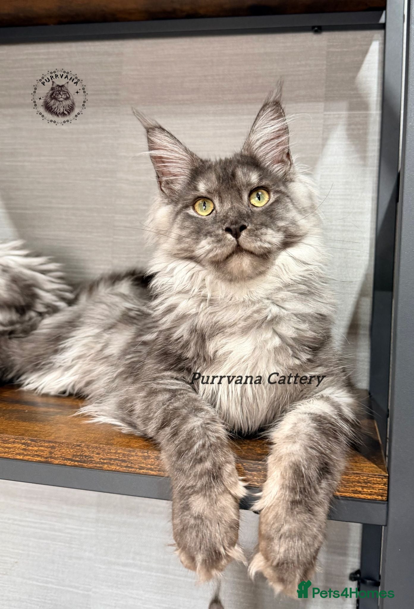 Maine Coon cats TICA registration Maine coon kittens Ready Now - Advert 2