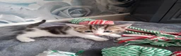 Mixed Breed cats for sale: 5 beautiful kittens  in Dagenham - Advert 11
