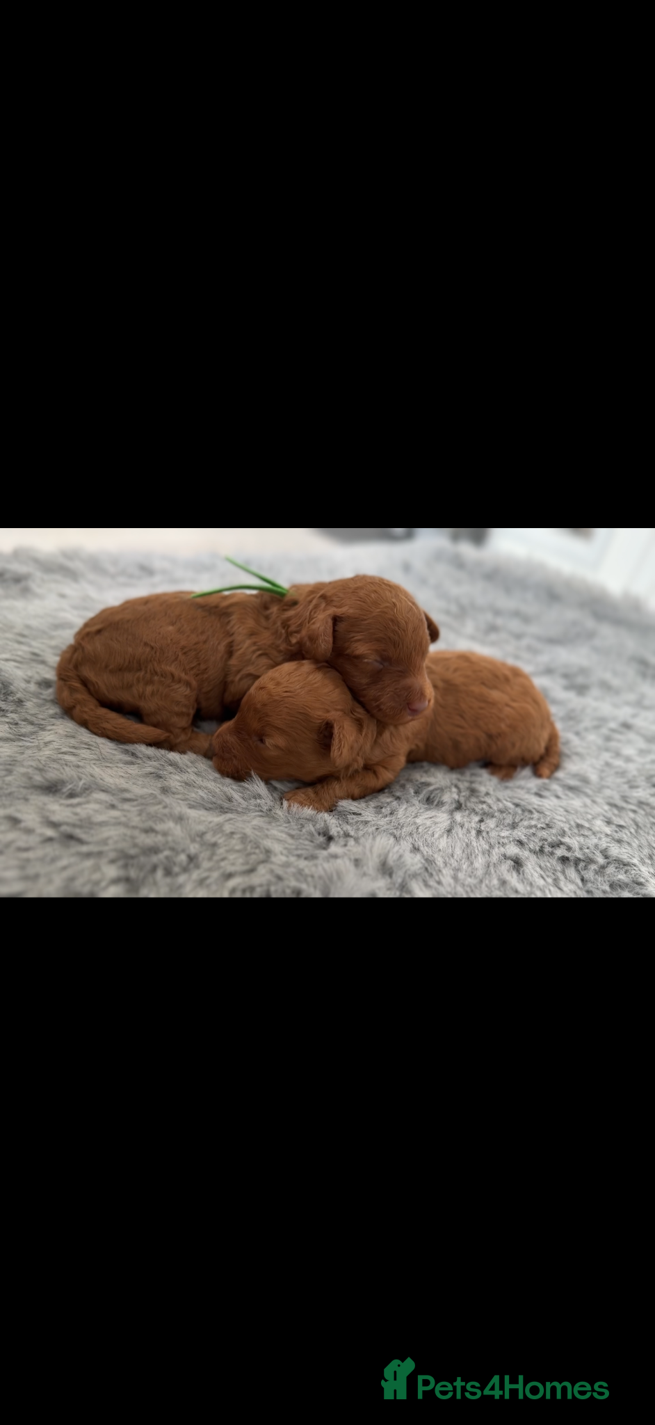 Miniature Poodle dogs 🧸last two KC registered  miniature poodle🧸 - Advert 1