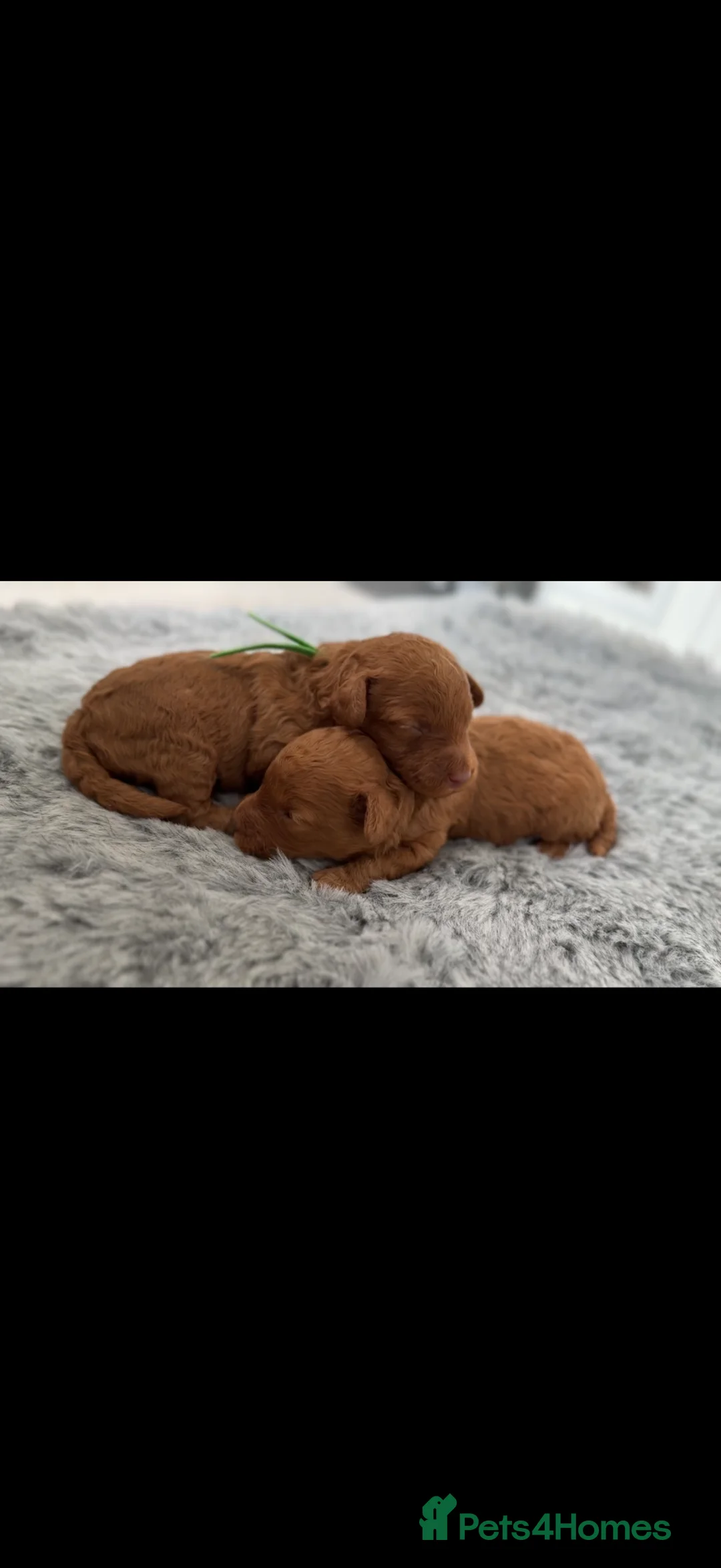 Miniature Poodle dogs for sale: 🧸last two KC registered  miniature poodle🧸 - Advert 2