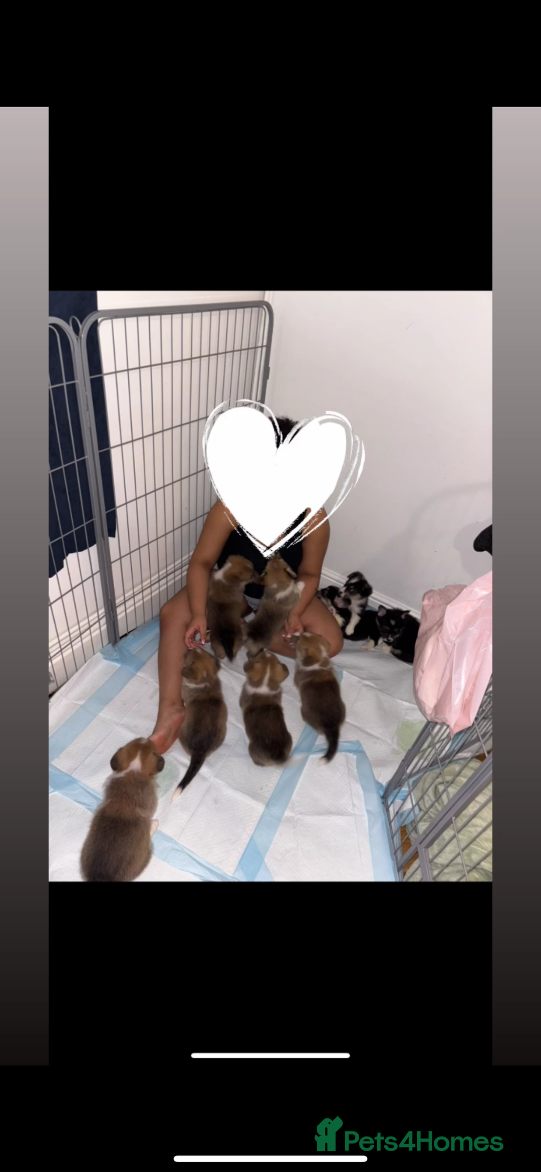 Welsh Corgi Pembroke dogs for sale: Stunning KC registered Welsh Pembroke corgis  - Advert 1