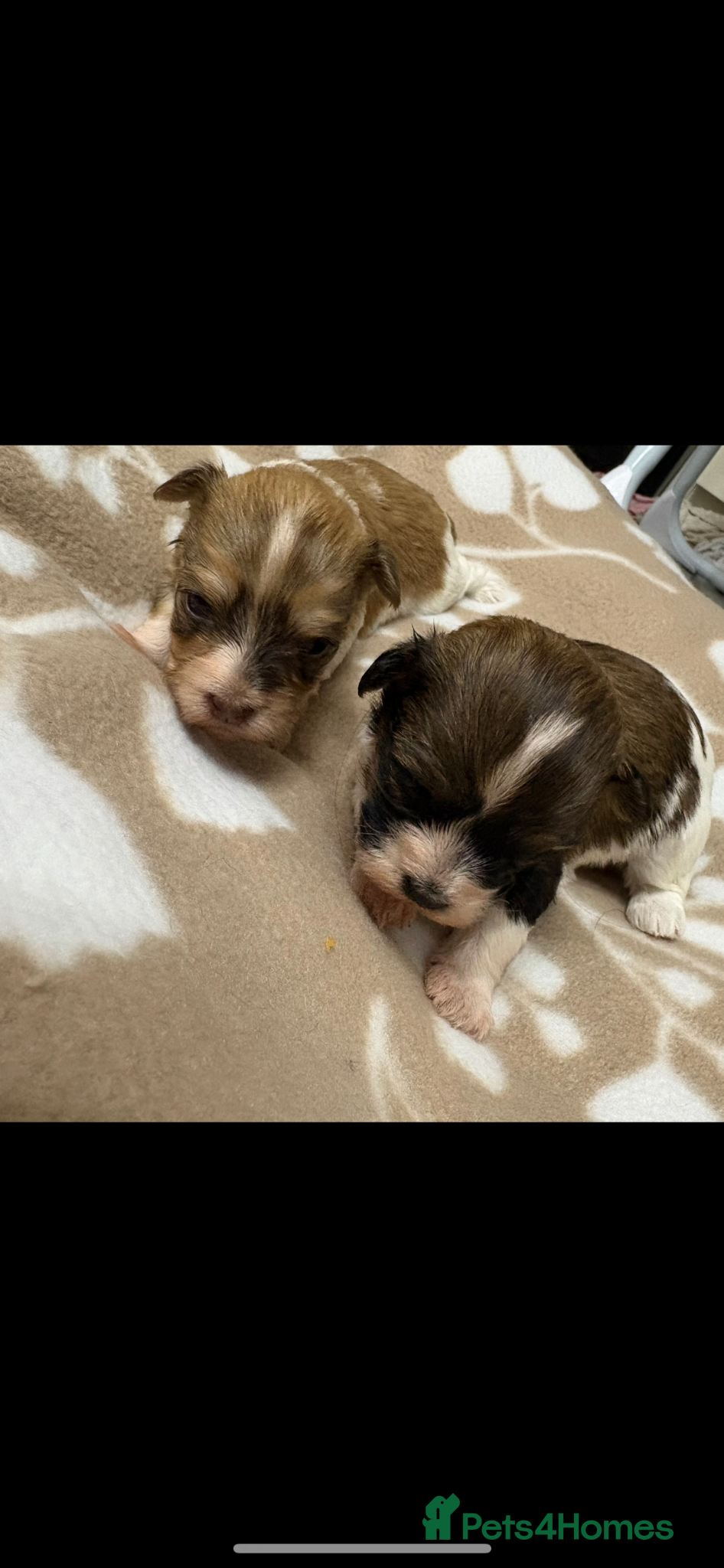 Havanese dogs Beautiful KC Registered Havanese Puppies - Advert 2