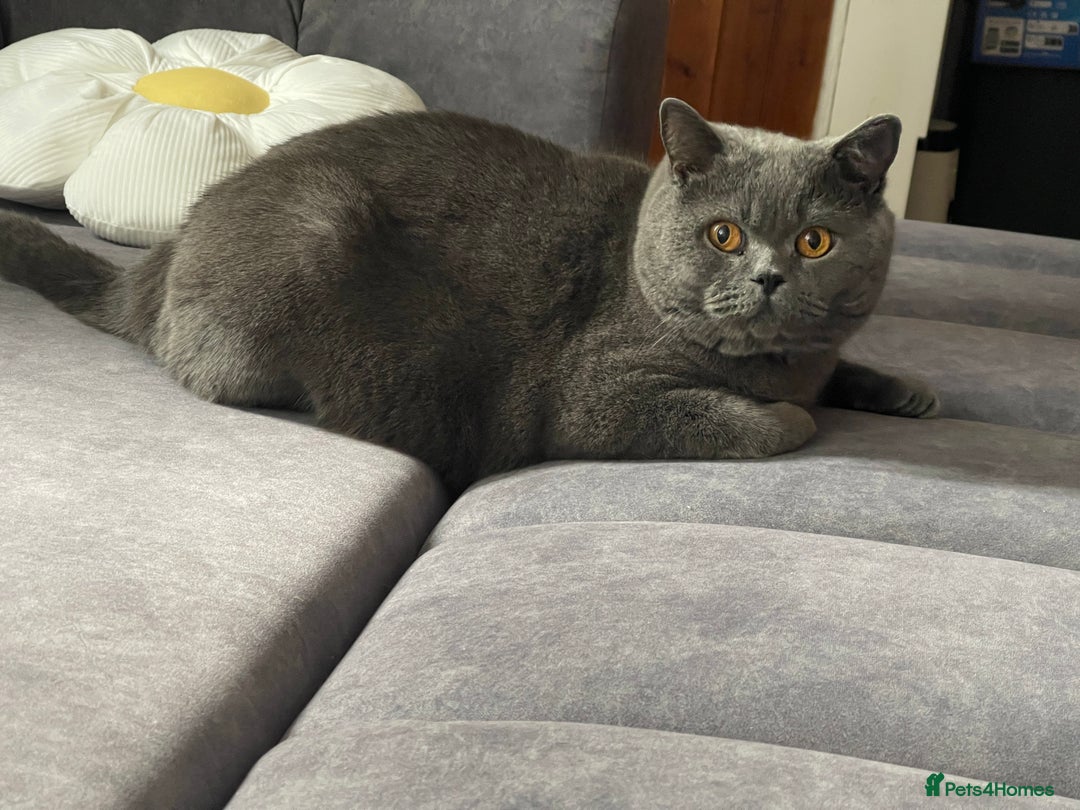 British Shorthair cats for sale: 🌟Gorgeous Male British Shorthair Kitten 🌟 - Advert 14