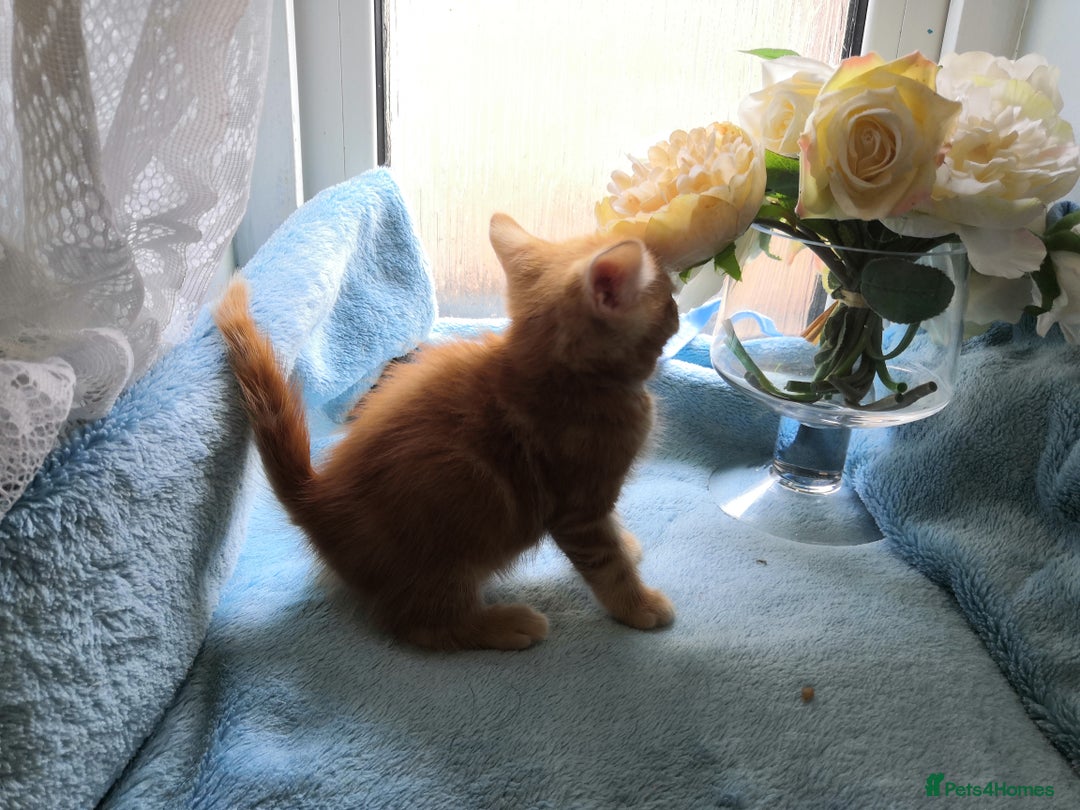 Mixed Breed cats for sale: Beautiful Male kittens VIDEOS - Image 8