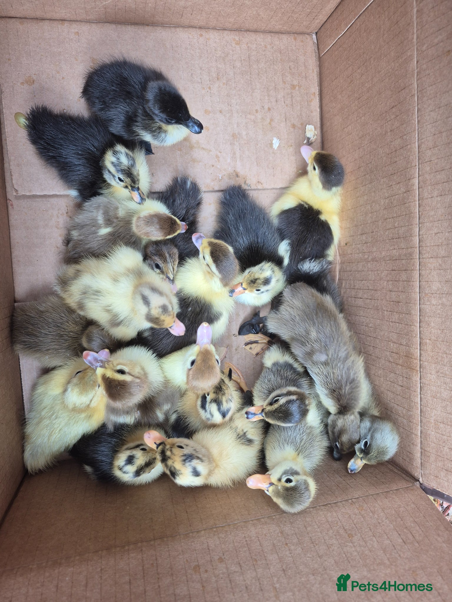 Mixed Breed rabbits Chicks and ducklings - Advert 21