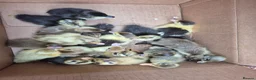 Mixed Breed rabbits for sale: Chicks and ducklings - Advert 1