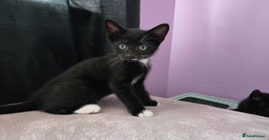 Domestic Shorthair cats - Advert 7