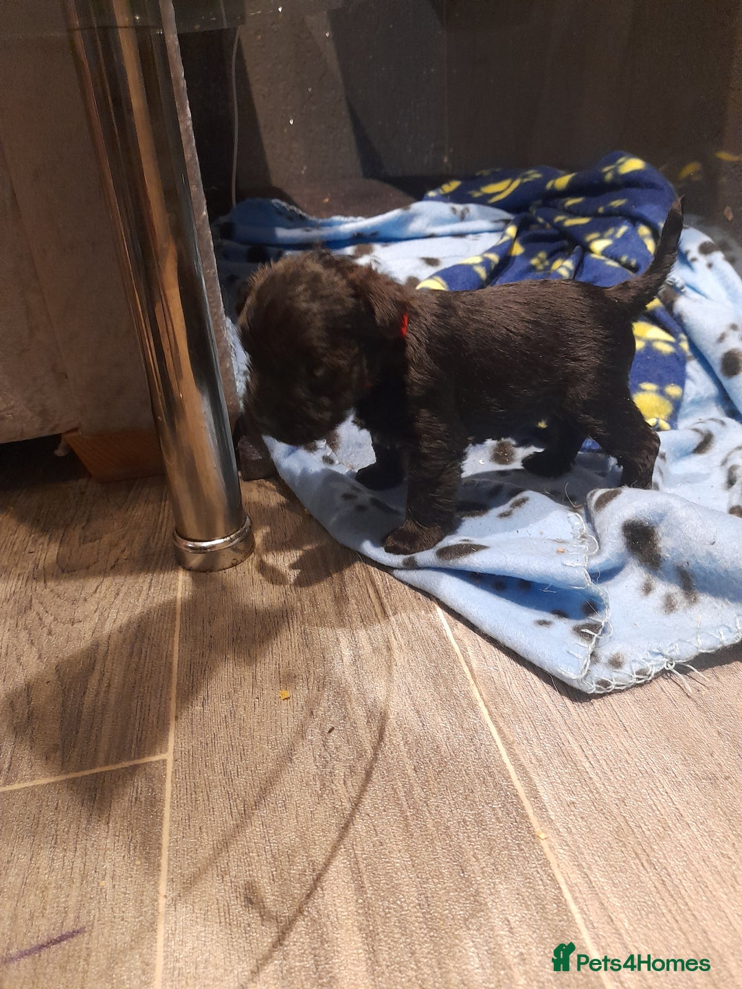 Mixed Breed dogs for sale: Snorkie pups - Advert 11