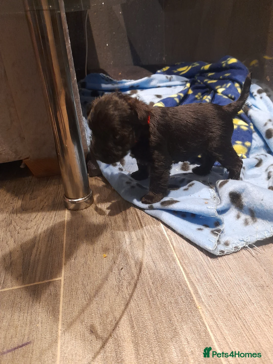Mixed Breed dogs for sale: Snorkie pups - Advert 11