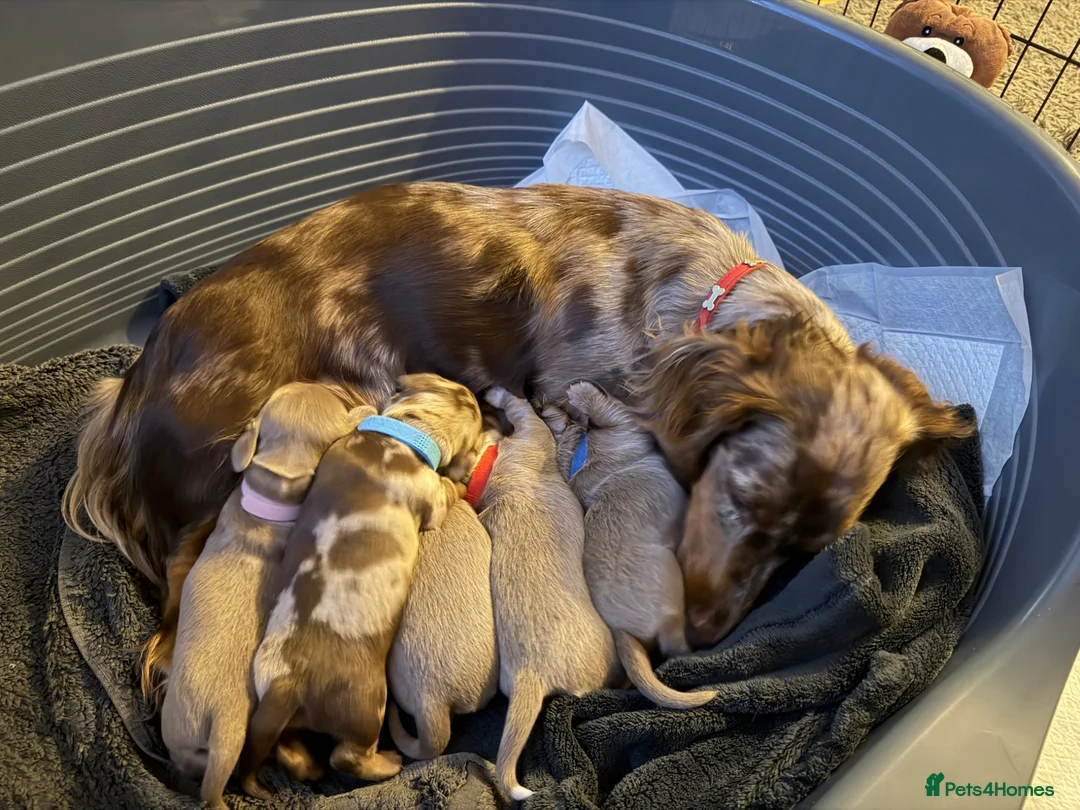 Miniature Dachshund dogs for sale:  Long haired miniature dauchund’s  - Advert 1