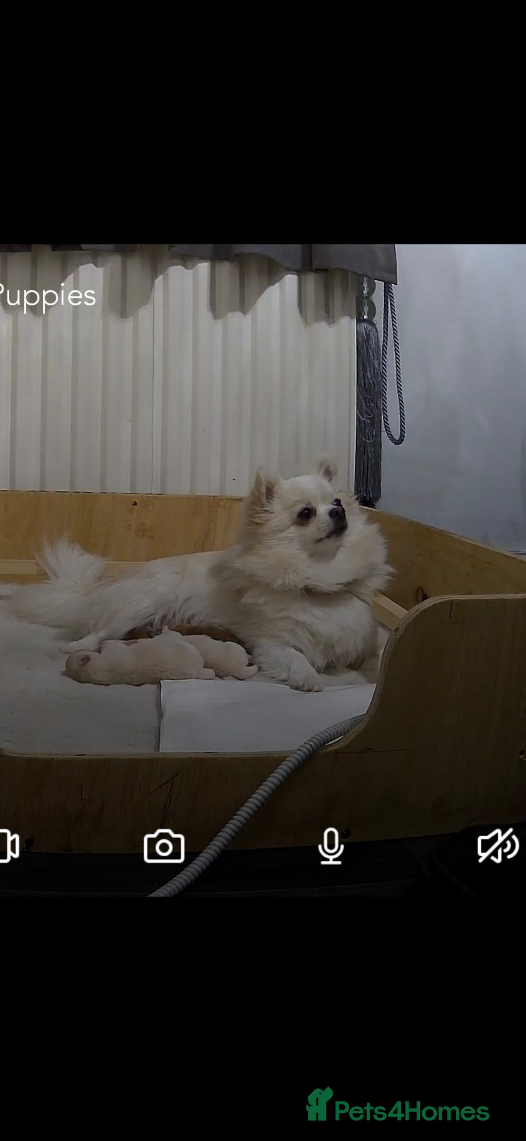 Pomchi dogs for sale: Beautiful pomchi pups - Advert 9