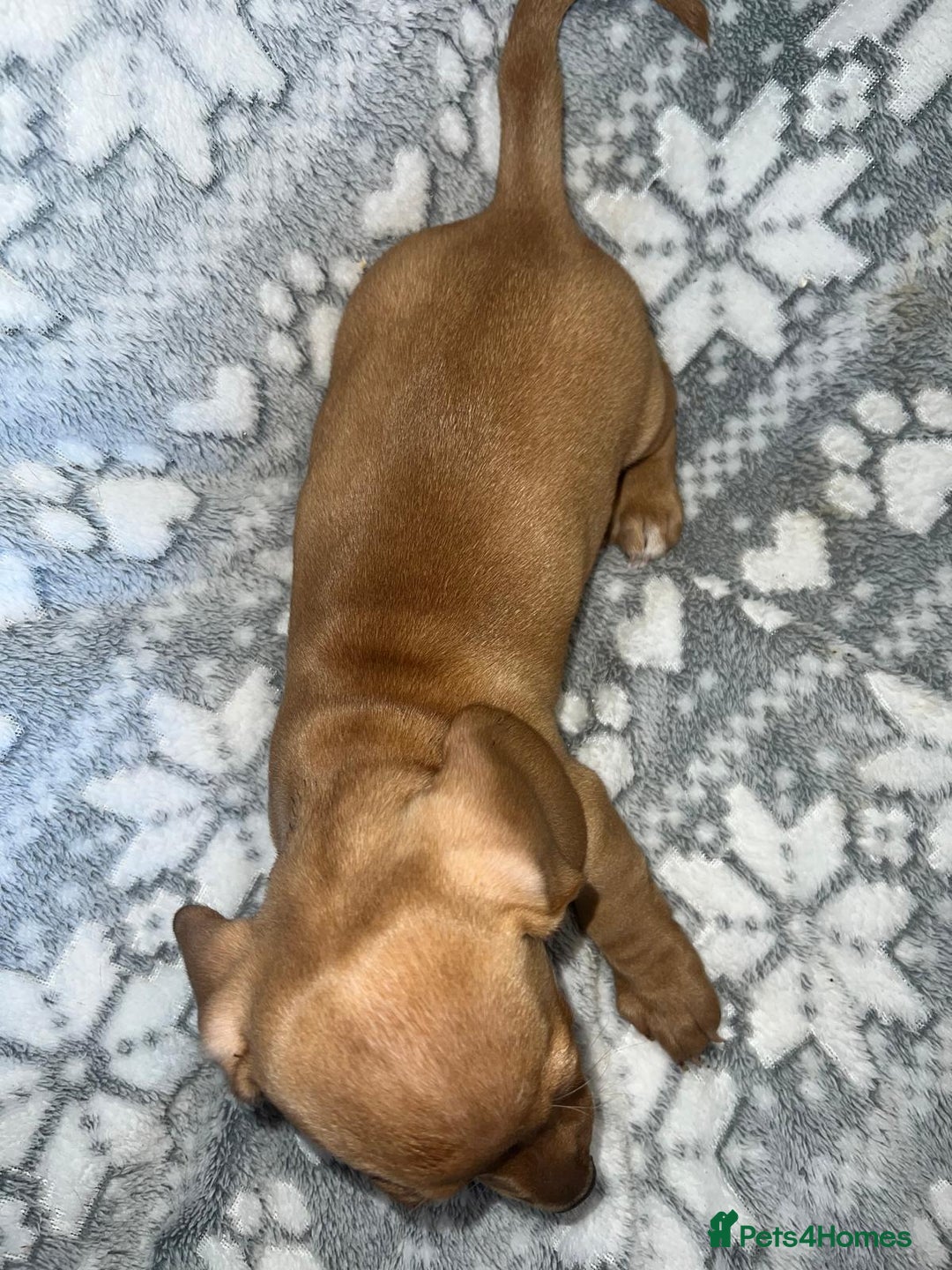 Miniature Dachshund dogs for sale: Kc registered miniature dachshunds  - Image 8