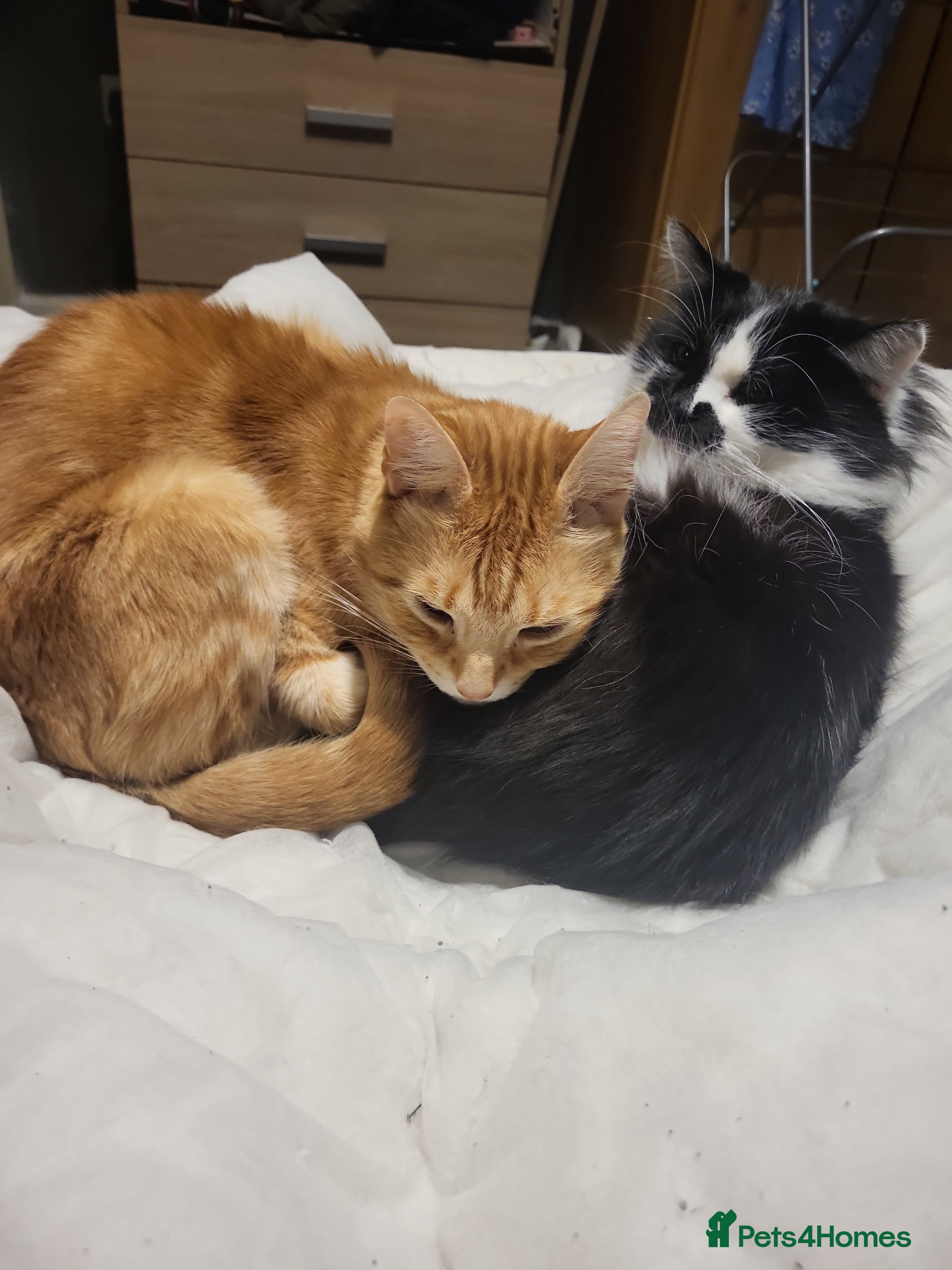 Mixed Breed cats Father and son cats - Advert 1