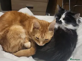 Mixed Breed cats Father and son cats - Advert 1