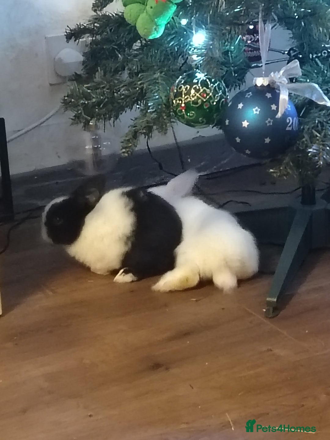 Mini Lop rabbits for sale: Blue eyed white mini lops - Advert 4