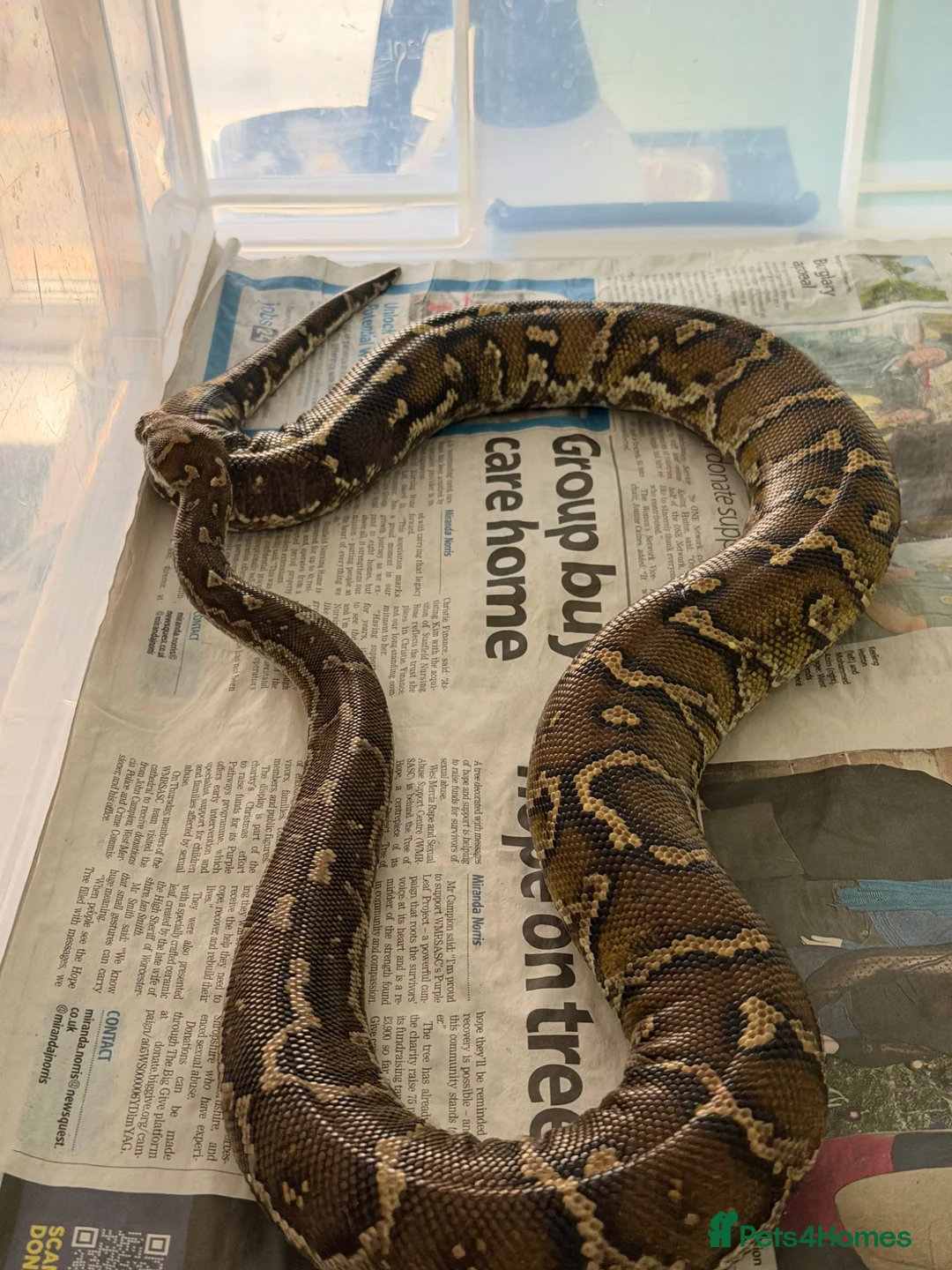 Python Snake reptiles for sale: Angolan python - mixed M/F pair - Advert 5