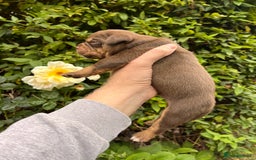 Olde English Bulldogge dogs for sale: RAINBOW OLD ENGLISH LITTER !!! - Image 19