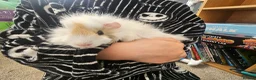 Guinea Pig rodents for sale: 2 girl guinea pigs in Wallasey - Advert 1