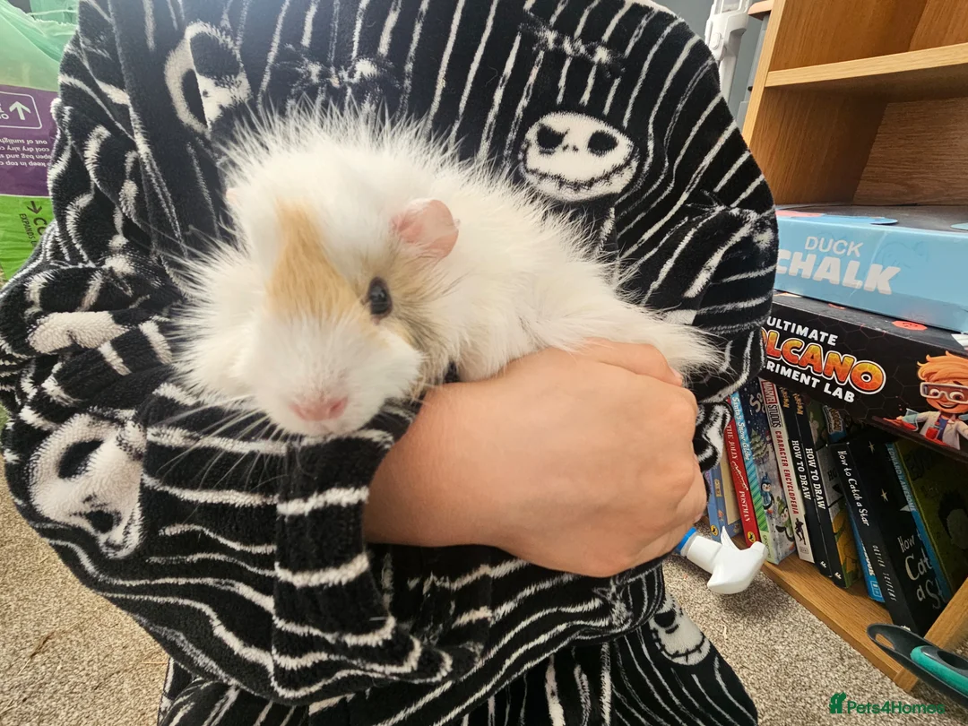Guinea Pig rodents for sale: 2 girl guinea pigs in Wallasey - Advert 1