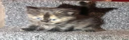 Mixed Breed cats for sale: 5 Mixed Coloured Kittens Available! - Advert 21