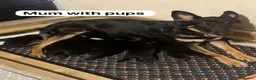 German Shepherd dogs for sale: Beautiful German shepherd pups  - Advert 1