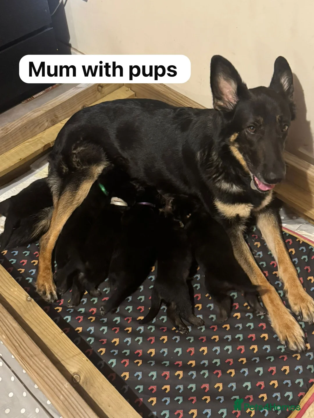 German Shepherd dogs for sale: Beautiful German shepherd pups  - Advert 1