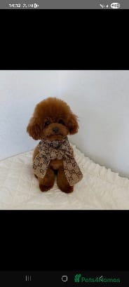 Poodle dogs Asian Korean miniature Poodle stud  - Advert 5
