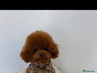 Poodle dogs Asian Korean miniature Poodle stud - Advert 5