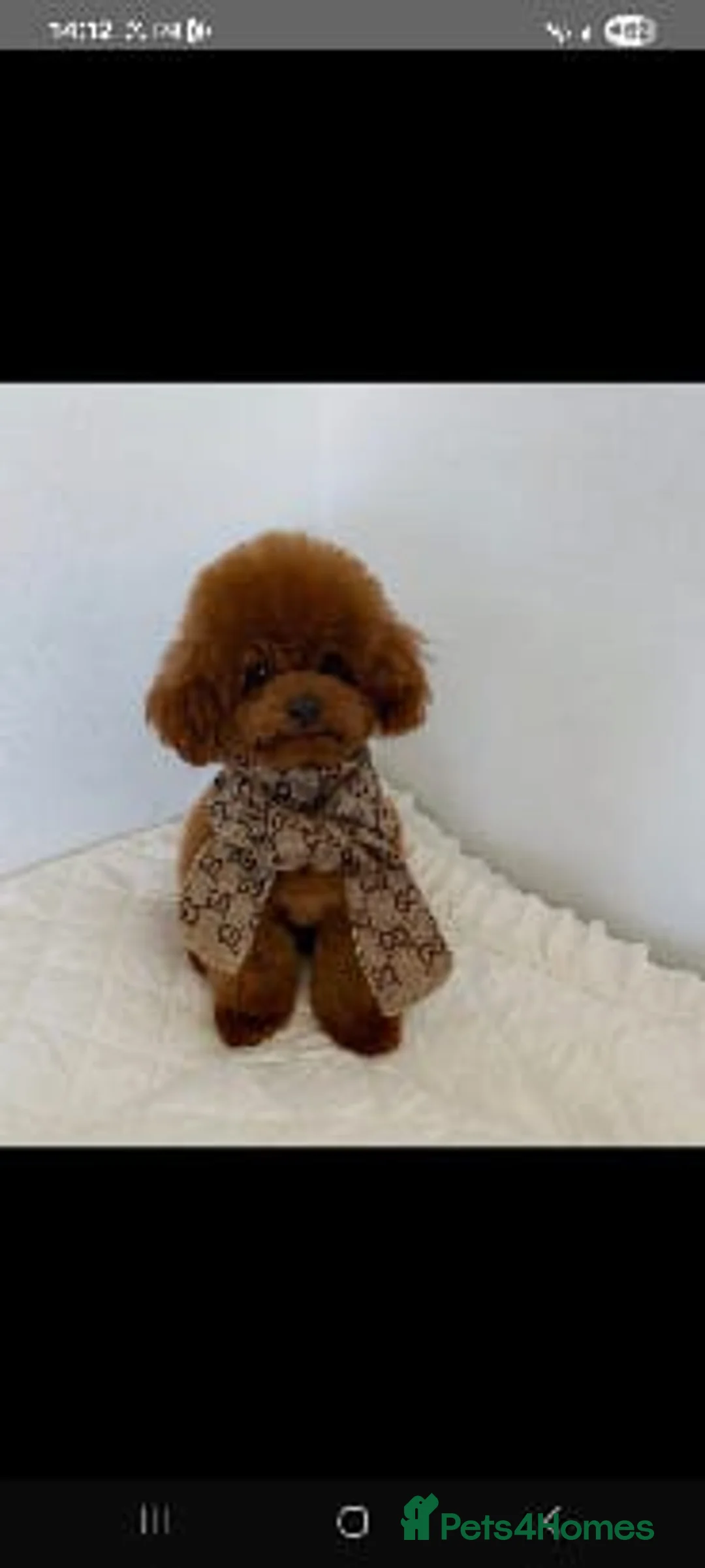 Poodle dogs for stud: Asian Korean miniature Poodle stud  - Advert 1