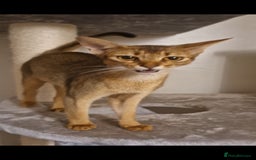 Abyssinian cats for sale: Beautifull Queen 🥰 - Image 2