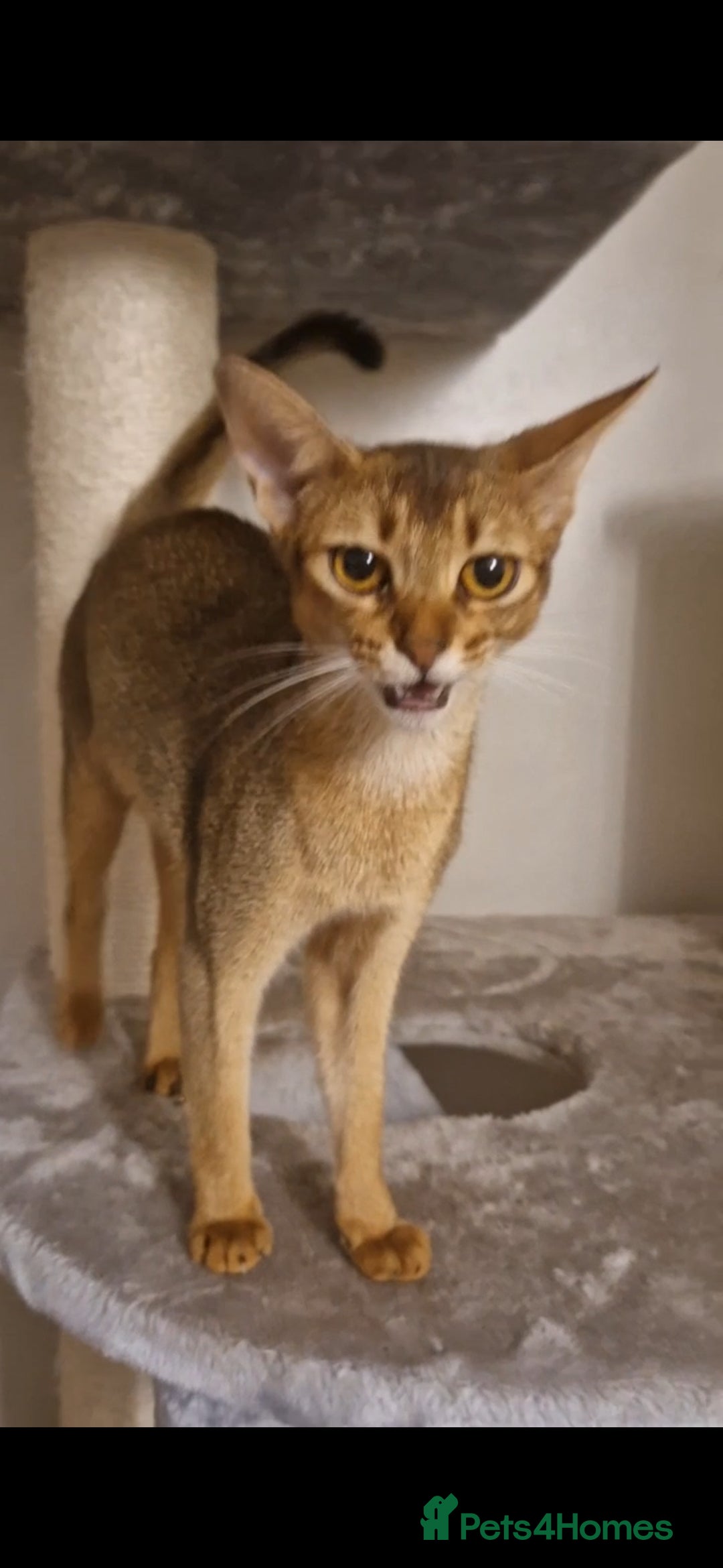 Abyssinian cats for sale: Beautifull Queen 🥰 - Image 2