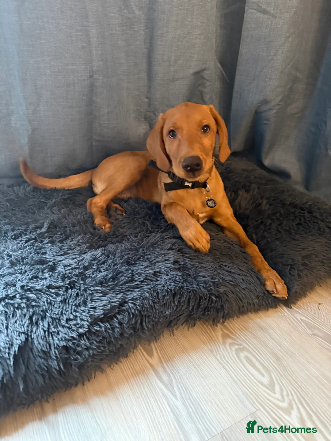 Labrador Retriever dogs for sale: 3.5 months KC Registered male puppy for sell  - Advert 3