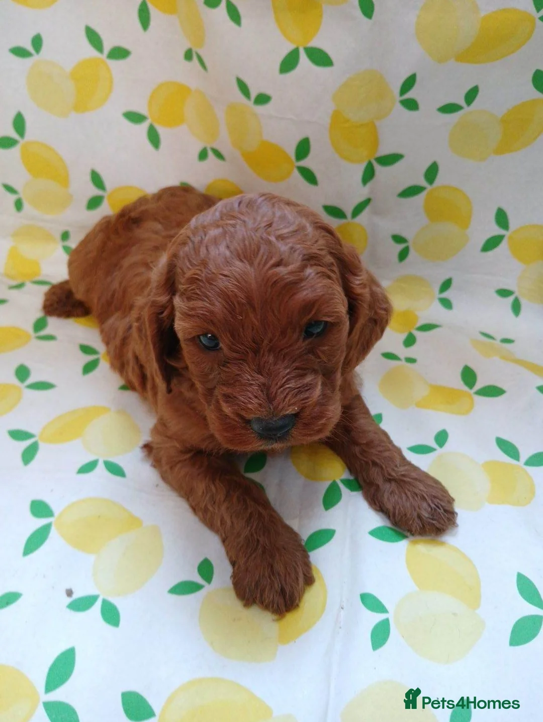 Cavapoo dogs for sale: Beautiful Red Cavapoo Girl – Loving Family Home in Manchester - Advert 2